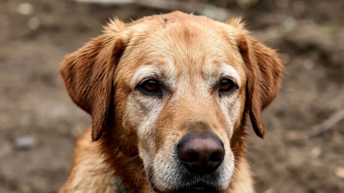    Сгенерировано ИИ