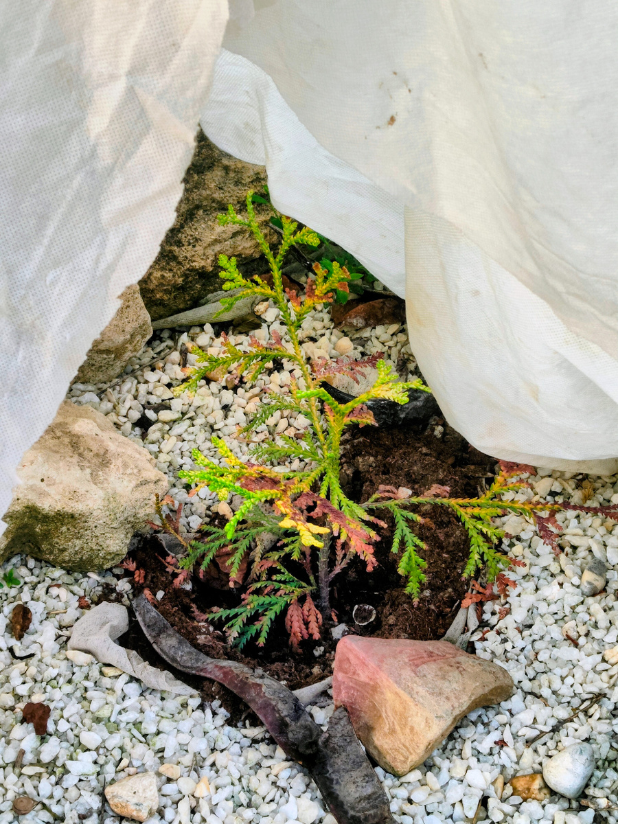 Начал гореть Туевик, теперь под навесом из спанбонда. За ним растёт ёлка, но вырастит она не скоро, а значит тени не видать. Возможно, буду пересаживать растение. Ёлке, смотрю тоже солнце не очень нравится  