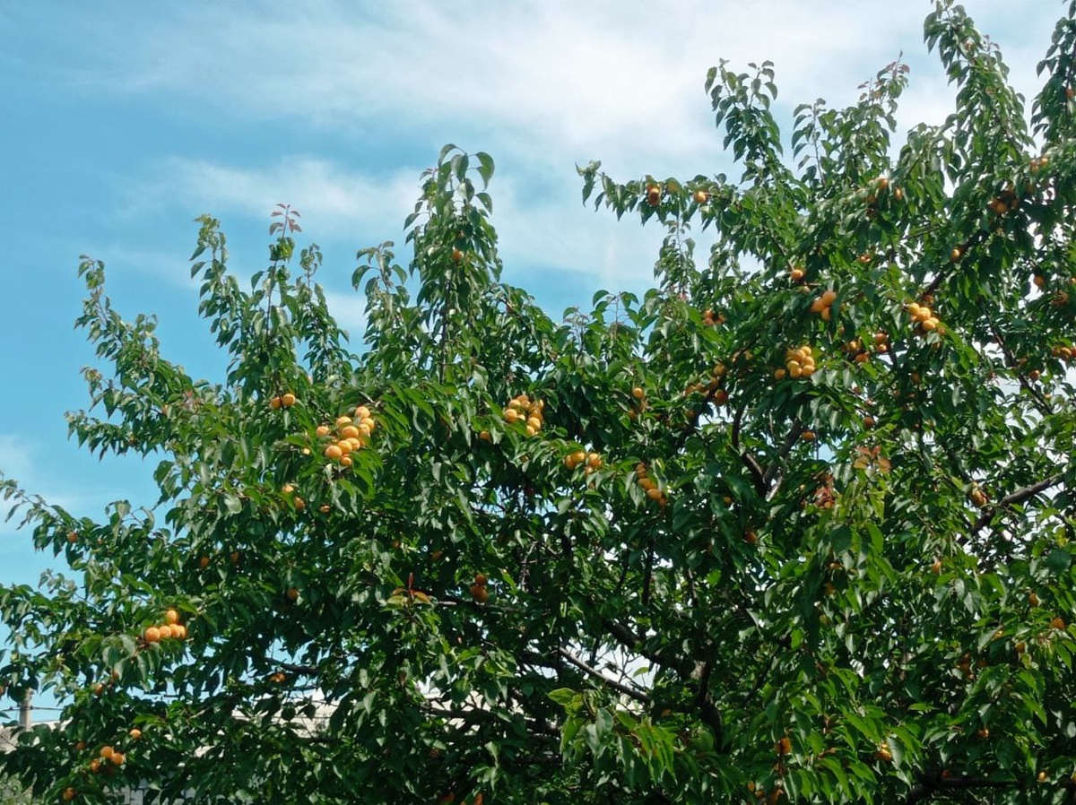 Чей-то абрикос в городе.