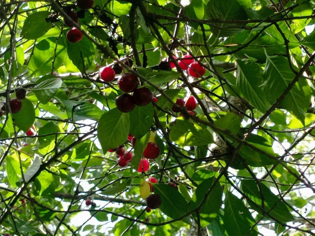 Пьяная вишня.