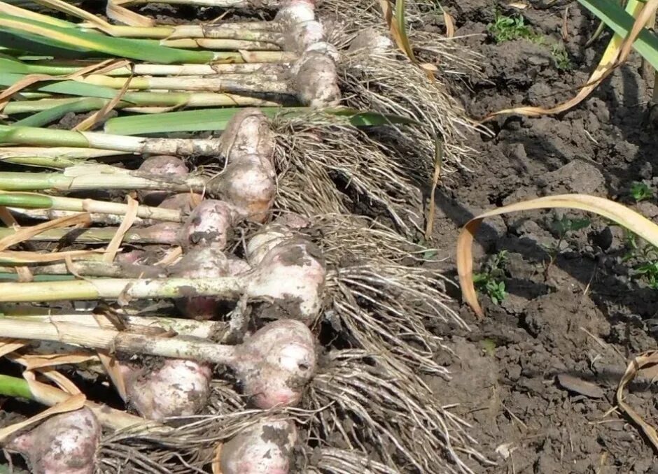 Урожай чеснока с грядки