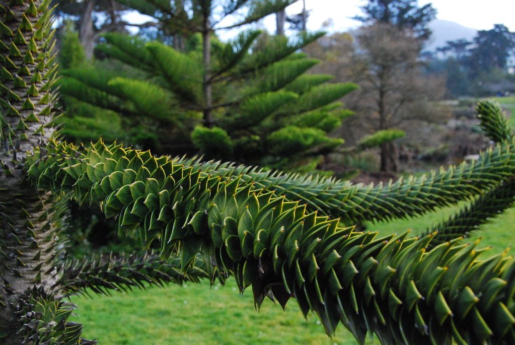 Листья араукарии чилийской.