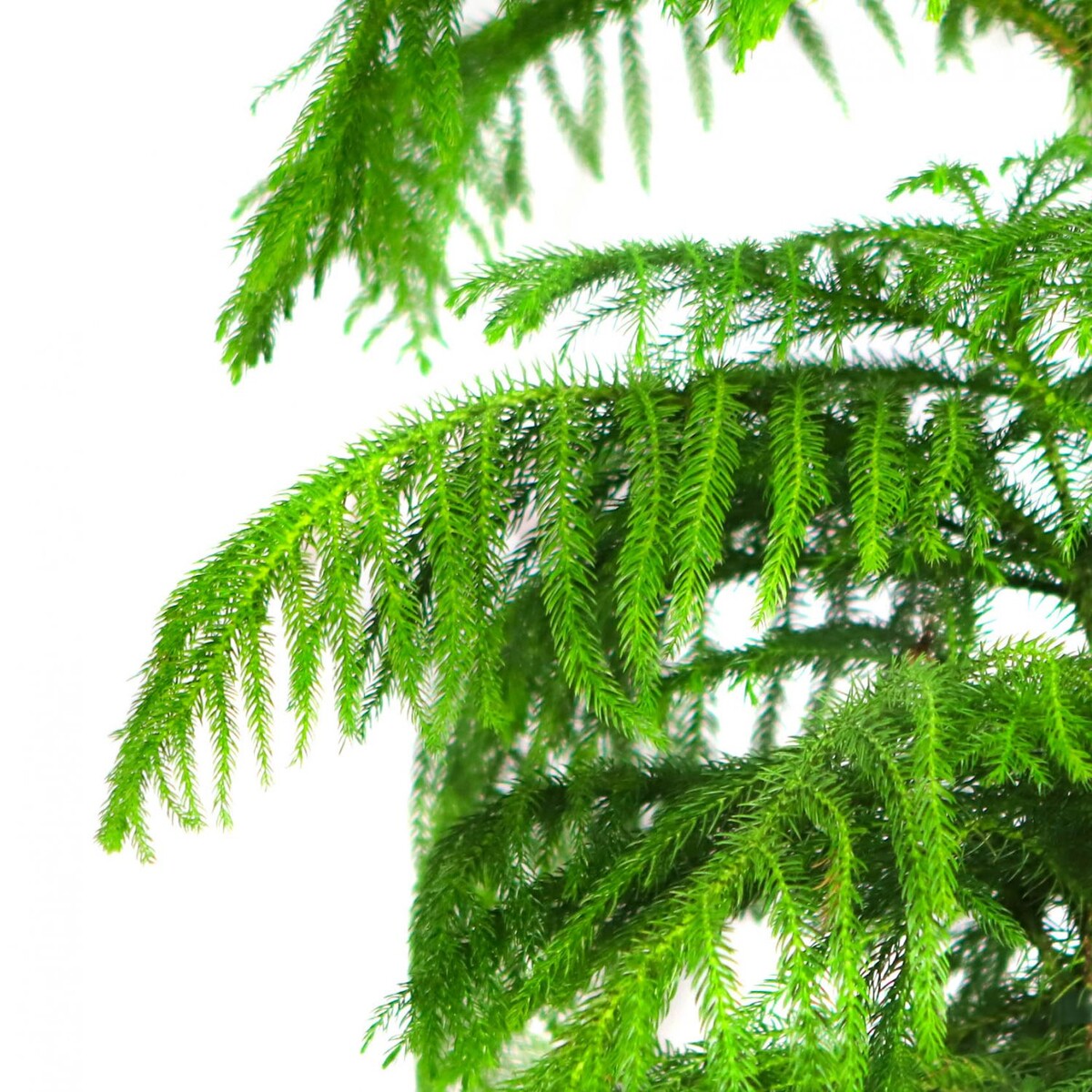 А это листья ещё одного растения рода араукария.