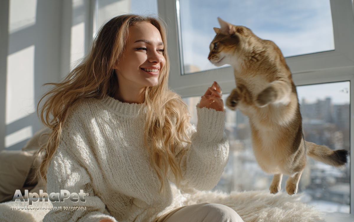 Абиссинские кошки — воплощение любопытства / Изображение: AlphaPet