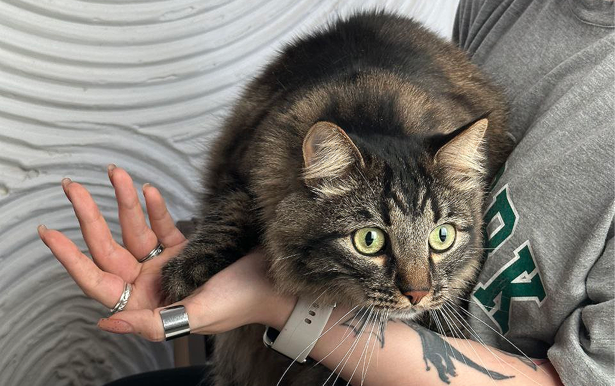 Эти 10 пород кошек умнее, чем собаки. Слушаются с полуслова / Изображение: AlphaPet