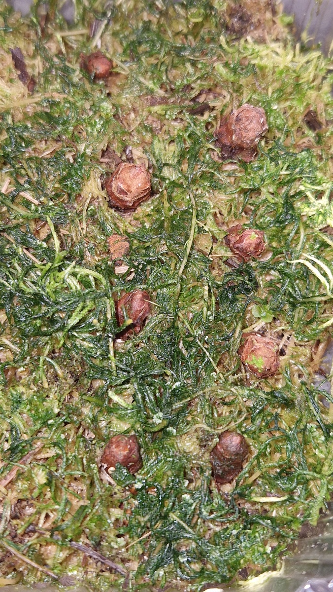 Клубни алоказии Жаклин в тепличке на проращивание. 