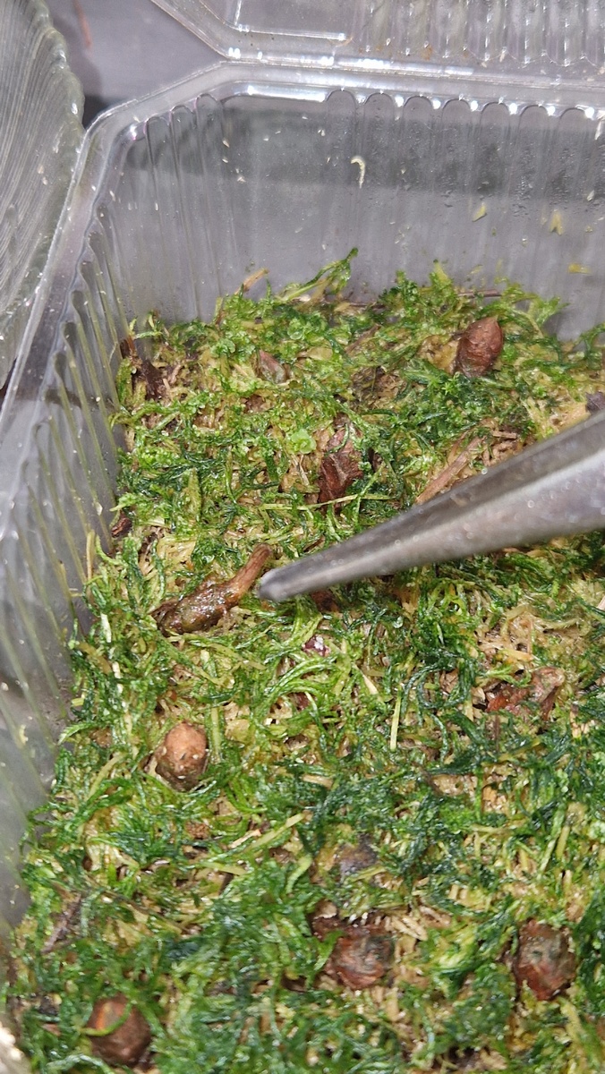 Самый маленький клубень алоказии Жаклин.