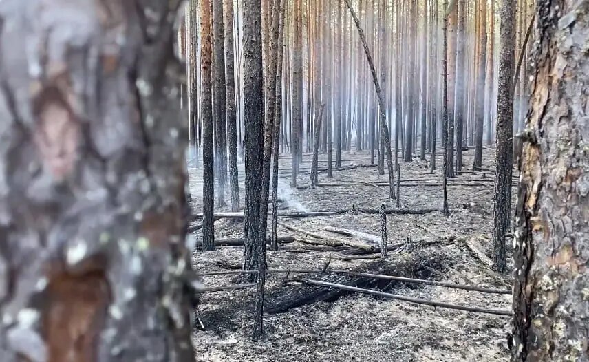    Фото: скриншот из видео пресс-службы Минприроды Карелии.