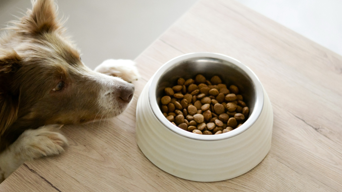 Современный сухой корм – нежный продукт, который требует уважительного отношения к хранению. Фото Ayla Verschueren/Unsplash