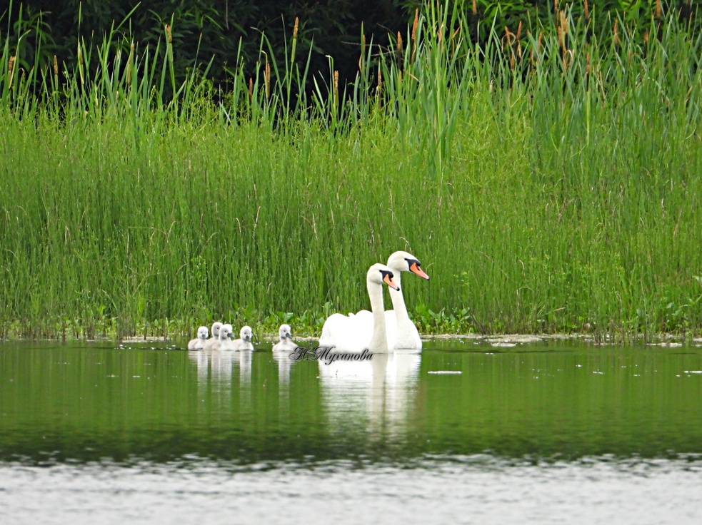 26 июня 2025 года лебеди на озере