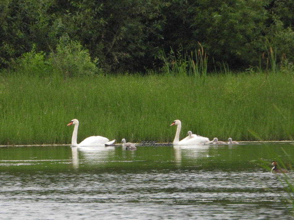 30 06 2025 Лебеди на озере