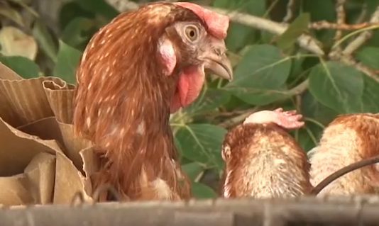     На востоке Красноярского края птицефабрика бесплатно раздаёт кур всем желающим