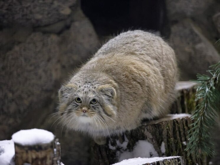 Фото из интернета 