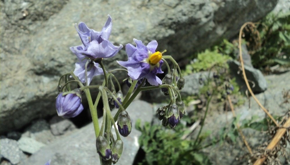     Фото: Mauricio Rebolledo Solanum etuberosum