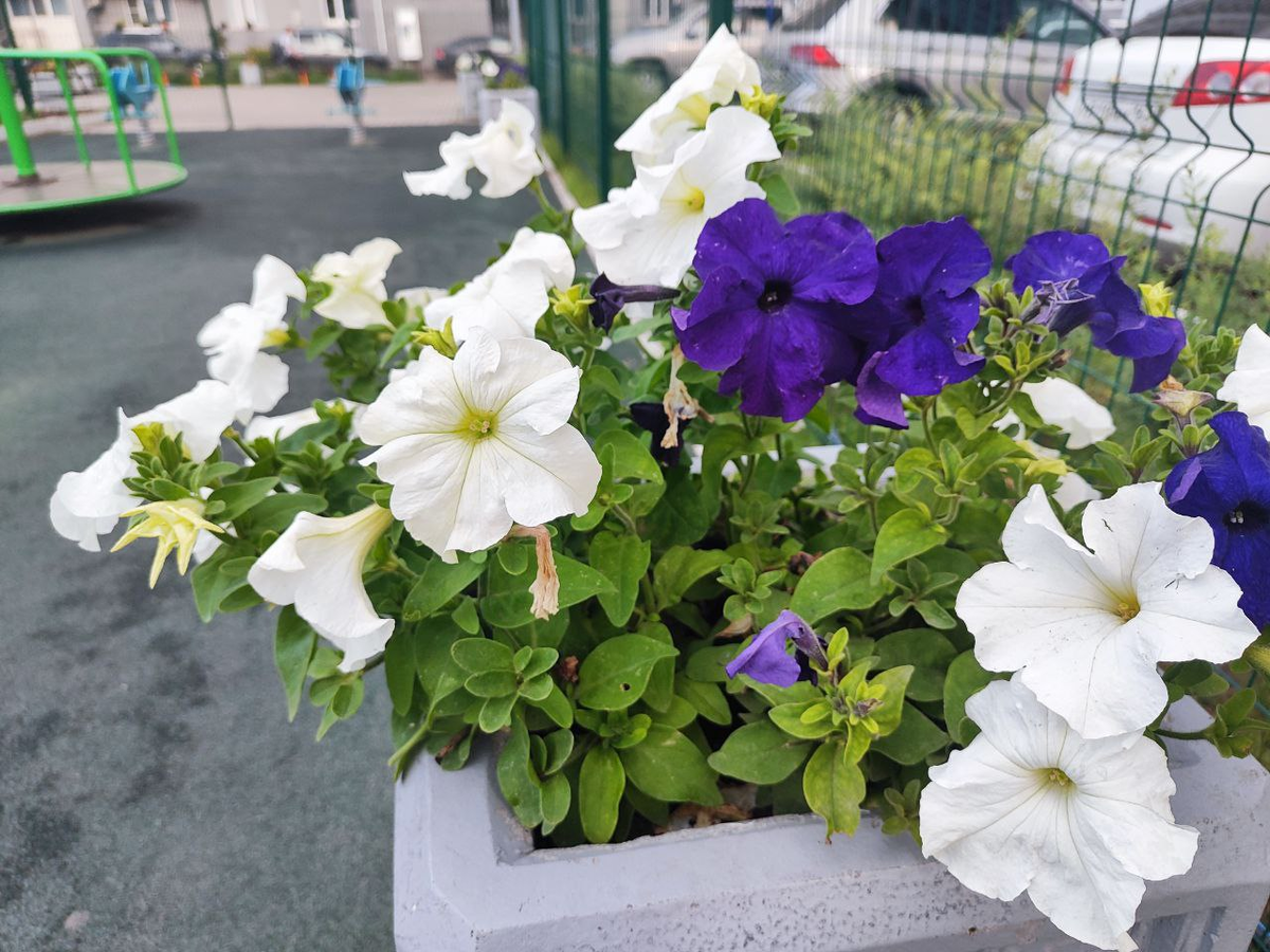 Фото автора.