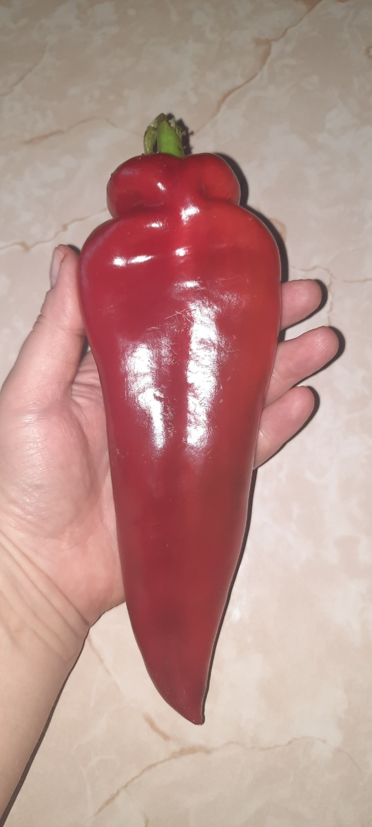 Сорт «Какаду»