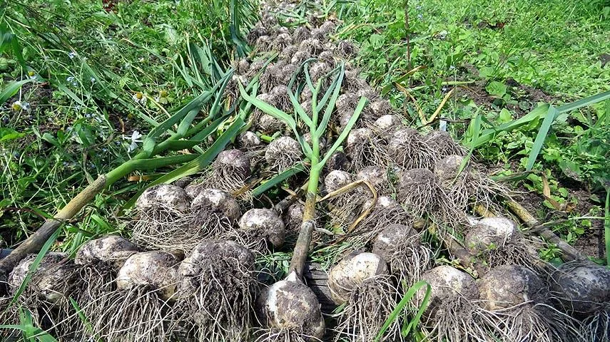 Какой чеснок не хранится: признаки, по которым видно, что сгниёт в подвале