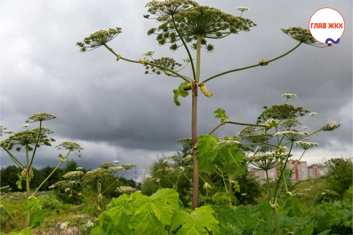 Собственники земельных участков обязаны бороться с борщевиком: новые изменения в Земельный кодекс РФ

