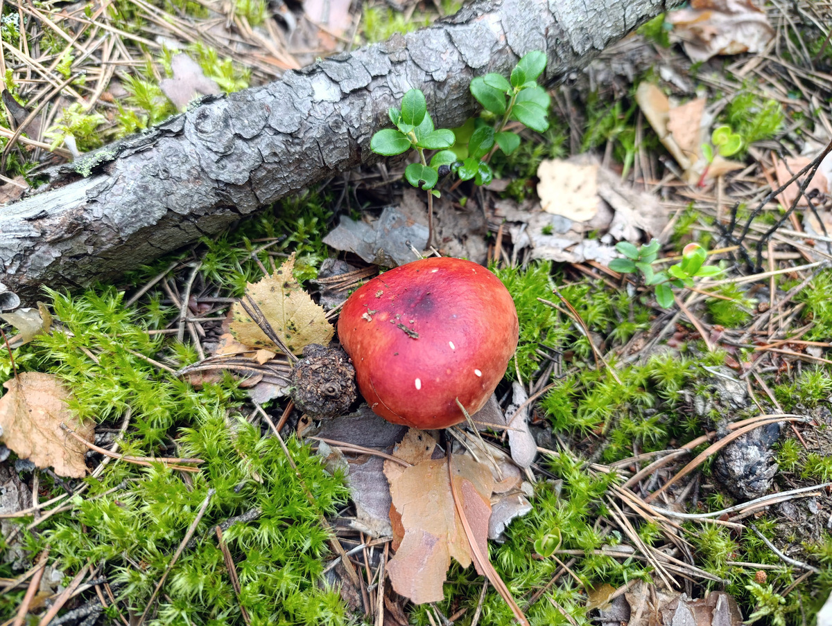Ярко-красная сыроежка