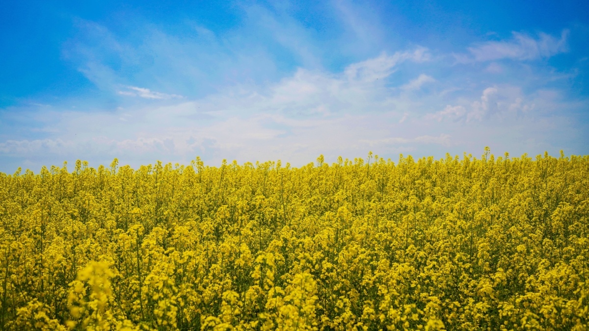 Светлана Мулыкина📷
