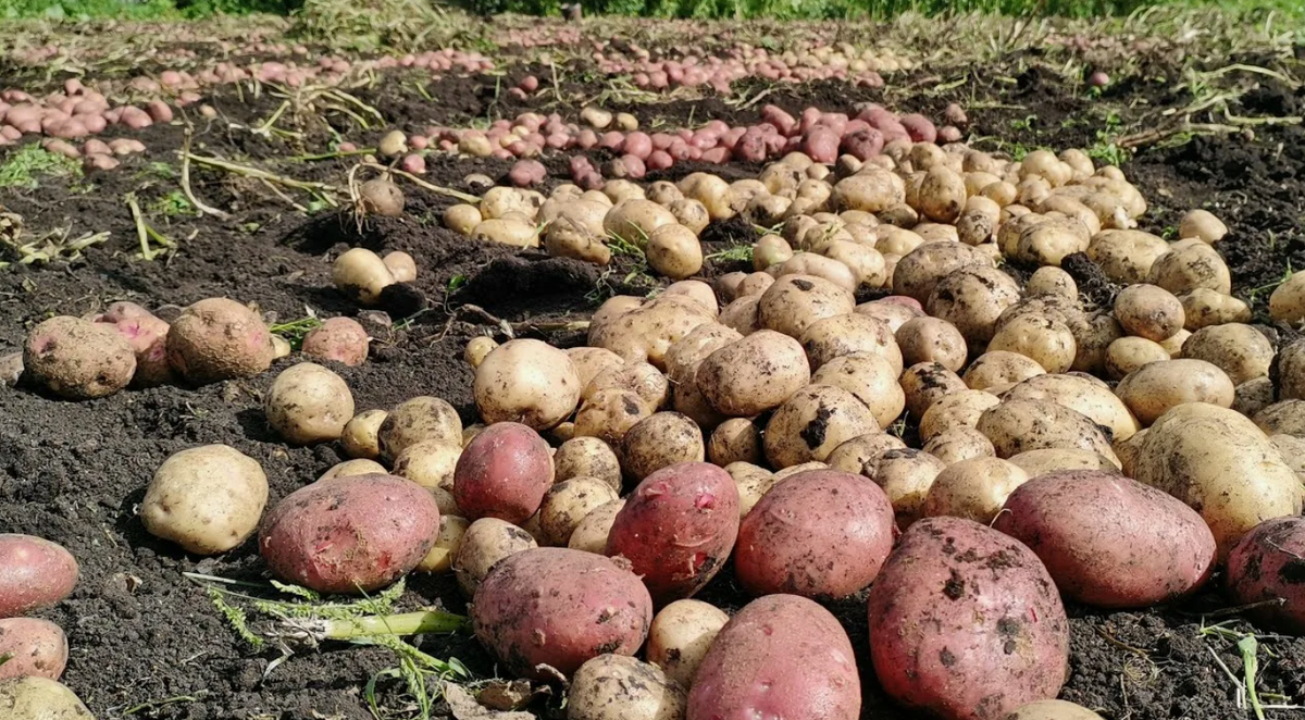 Нажимайте пальчик вверх, в конце статьи👍👍👍👍👍👍👍