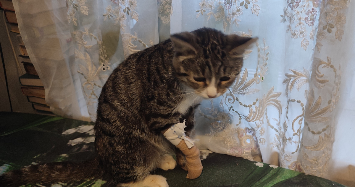 Немного грустный конечно, но в целом у него всё хорошо. 