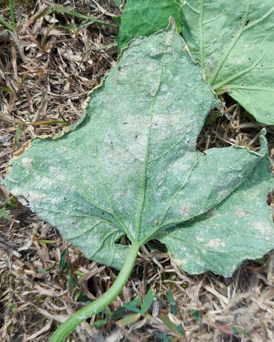 Обрываем пораженные клещем листья.