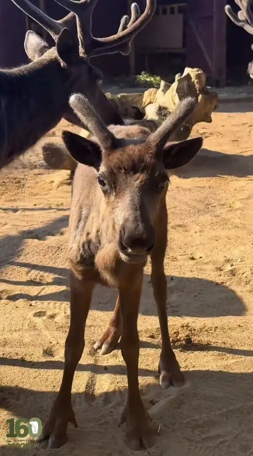    Фото: скриншот из видео пресс-службы Ленинградского зоопарка.