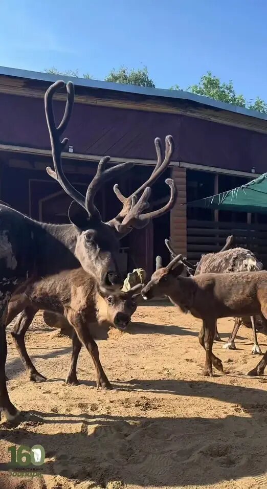    Фото: скриншот из видео пресс-службы Ленинградского зоопарка.