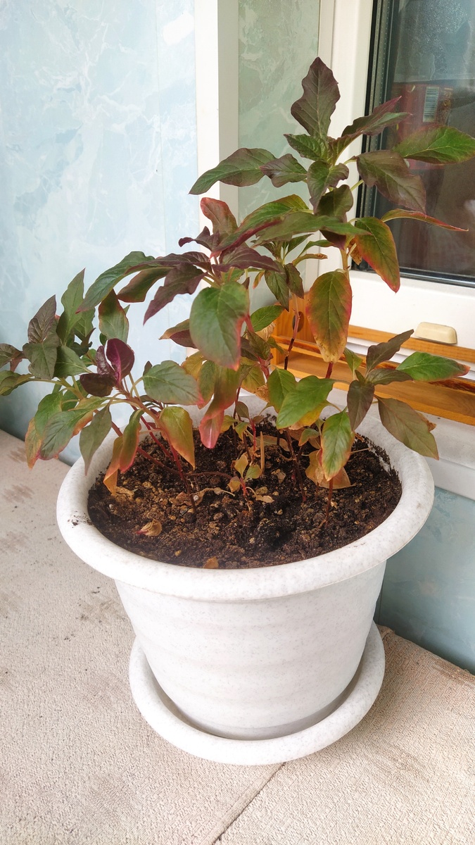 Амаранты мои растут.