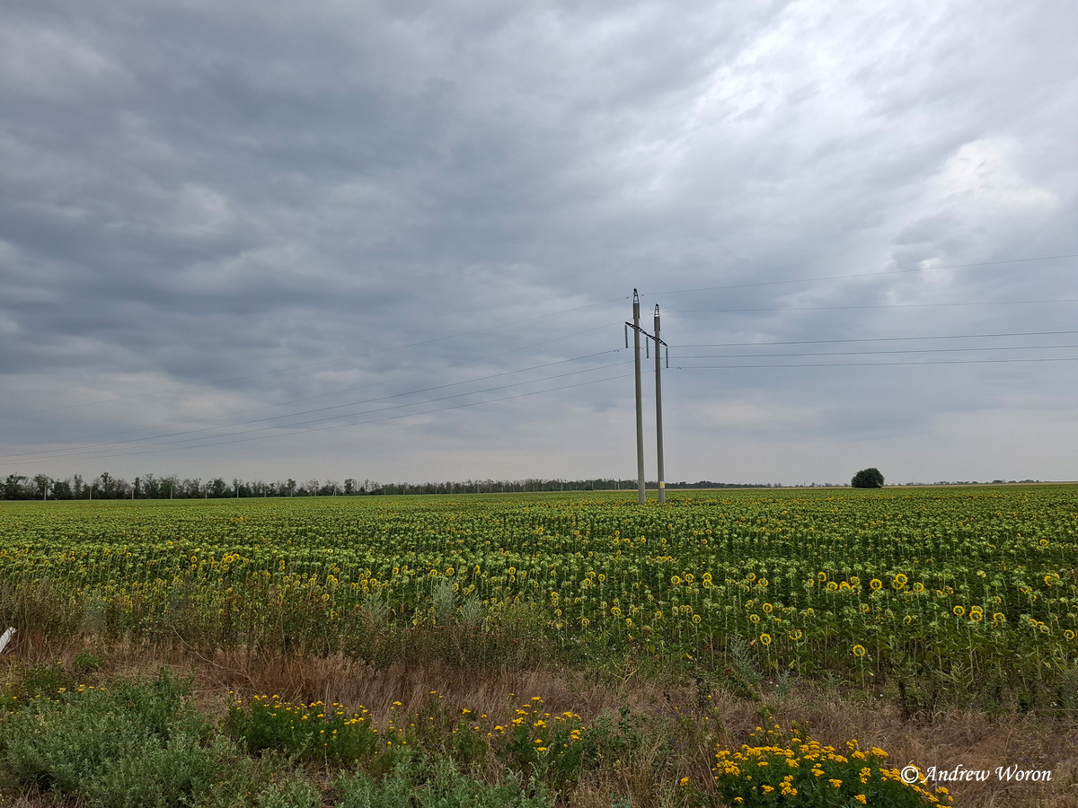 Подсолнечные поля области