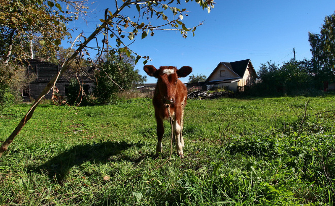    © Анастасия Илюшина / ЛенТВ24