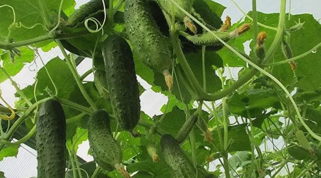 огурцы в августе