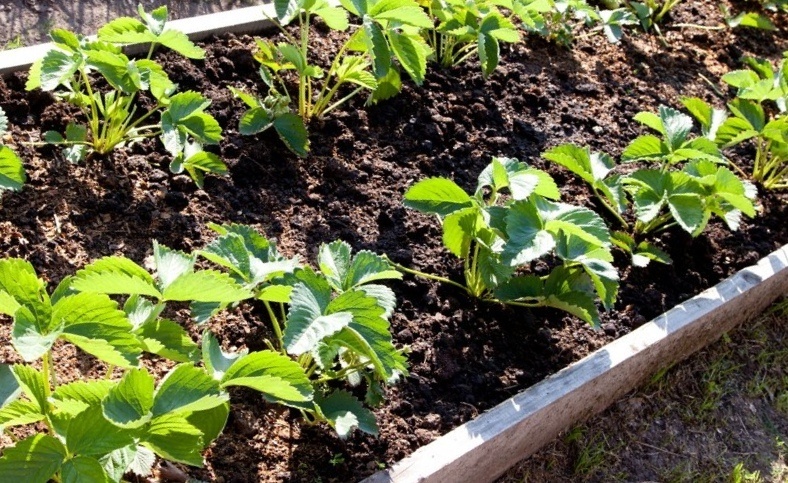 фото взято с яндекс картинки