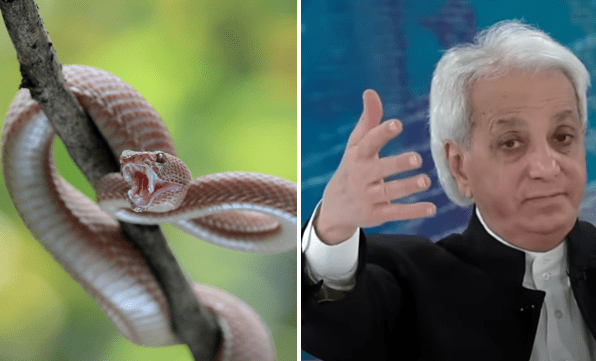 Изображение змеи с сайта Pixabay, скриншот выступления Бенни Хинна на Daystar, Joni Table Talk