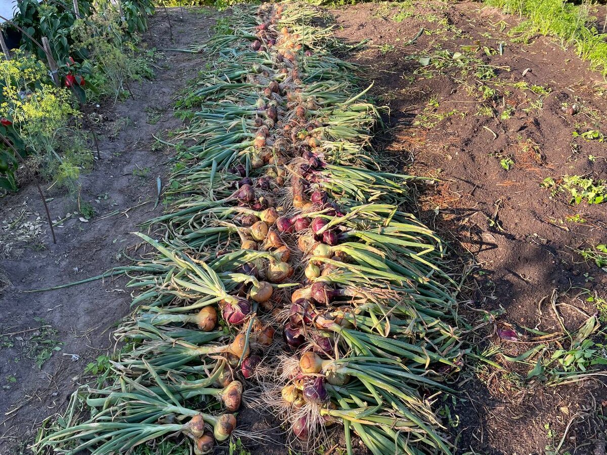 Выбрала 3 августа лук. Фото автора 
