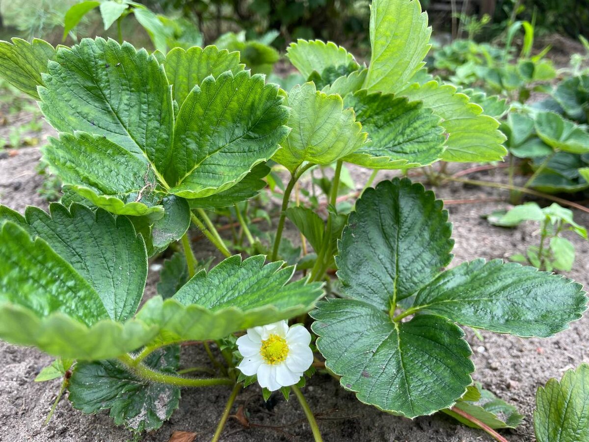 Мальвина еще цветет и плодоносит. Поздний сорт. Фото автора