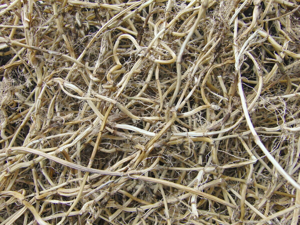 Корни пырея даже в высушеном виде лучше сразу сжечь