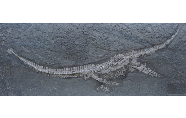 Sachs S, Madzia D./PeerJ/СС 4.0