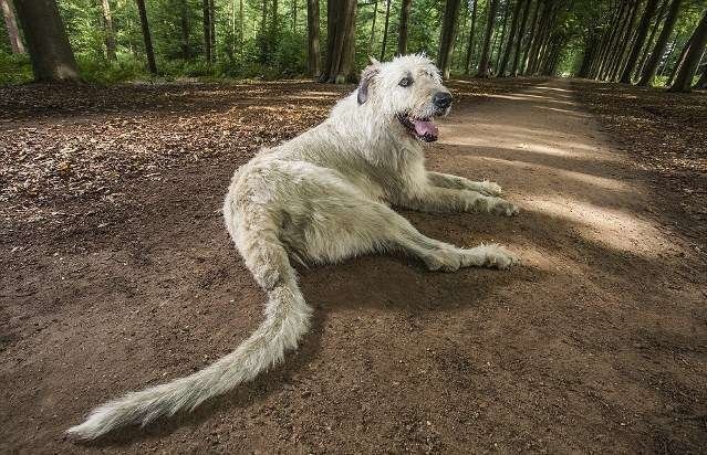 пес по кличке Кеон