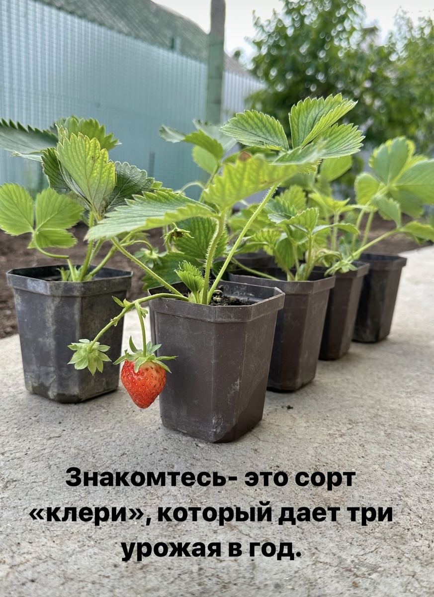 Вот так ее продавали на клубничной ферме. Куплена и высажена в грунт в начале июня