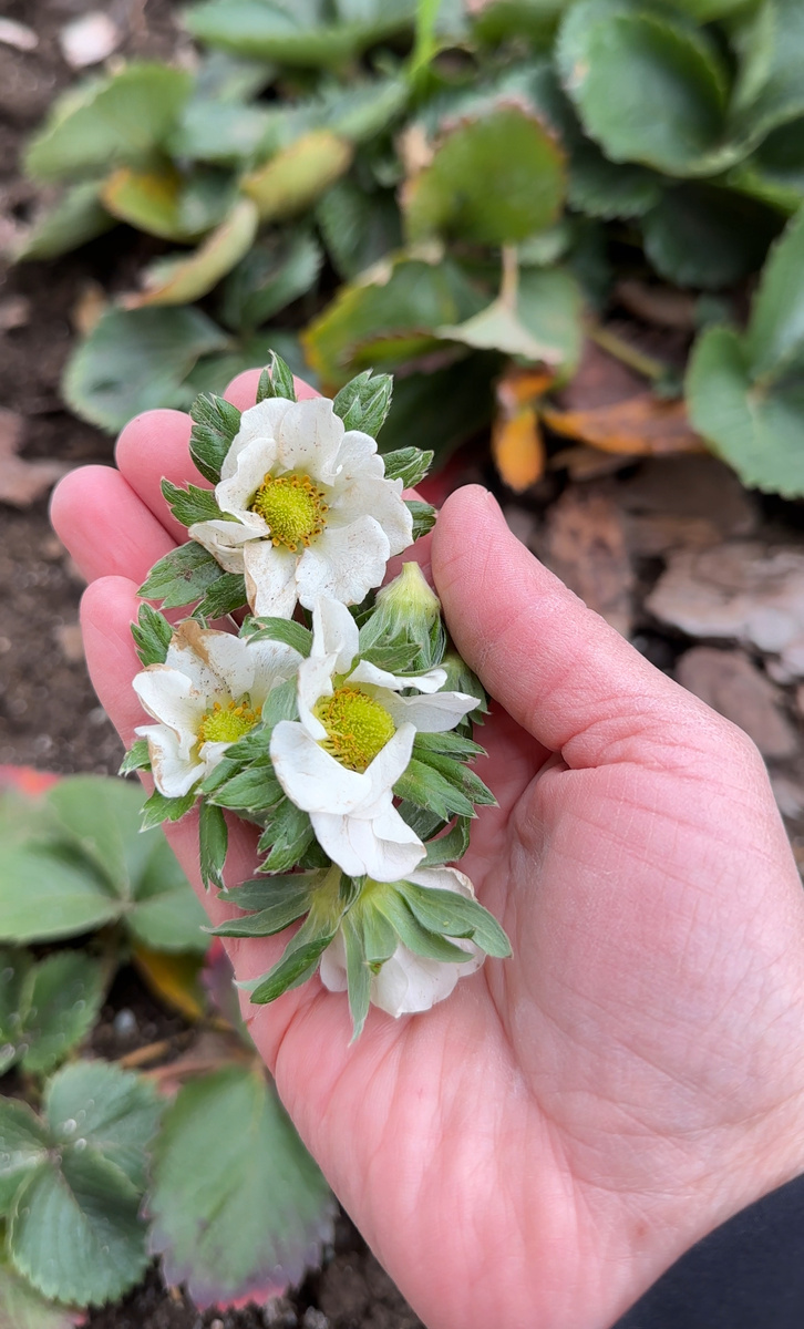 Цветение в декабре