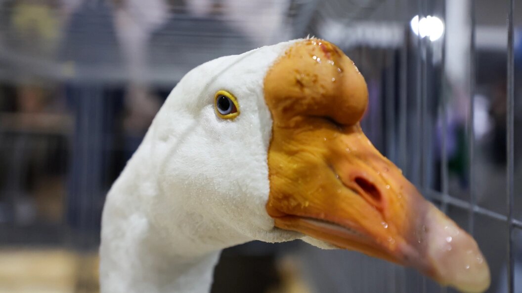    Фото: Belkin Alexey/news.ru/Globallookpress