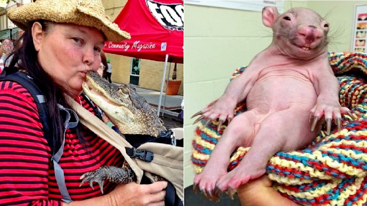 19 фото, доказывающих, что у животных тоже есть чувство юмора.