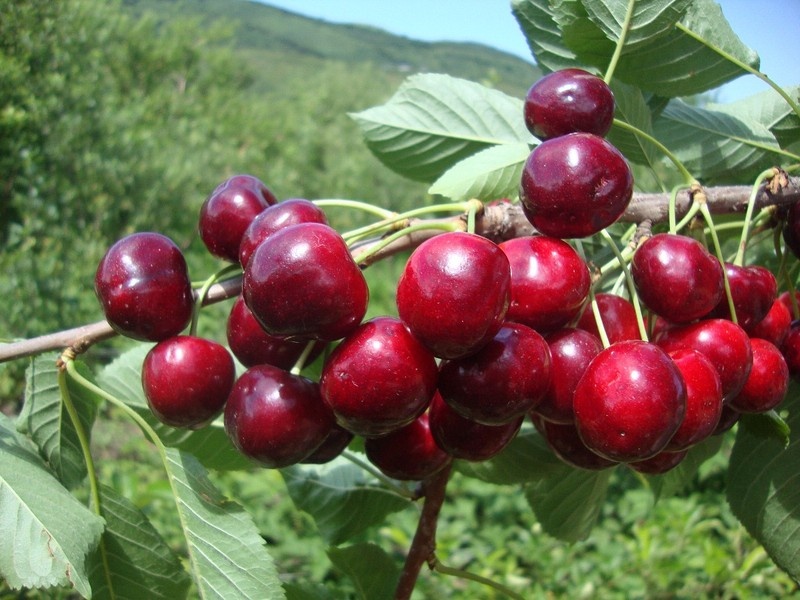    черешня // фото с сайта almaty.freeads.kz