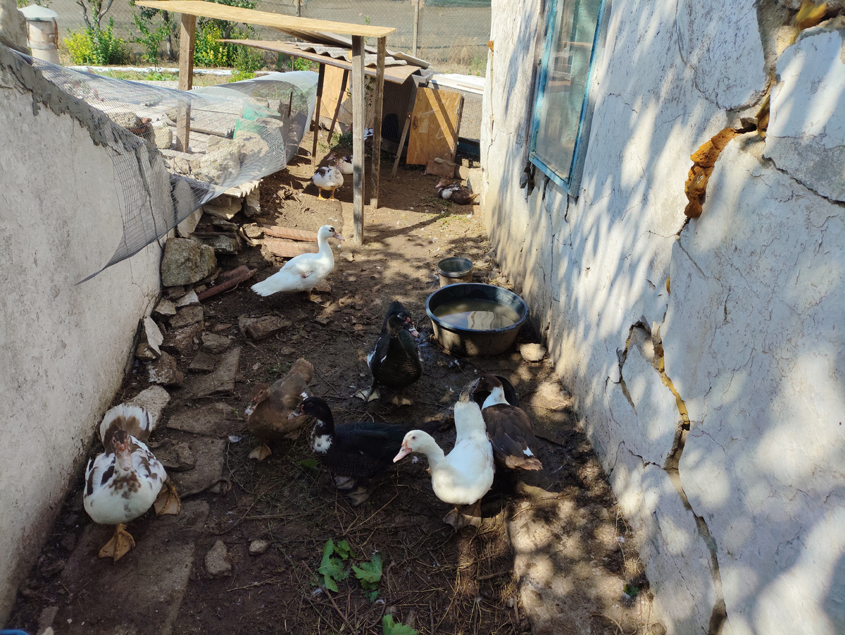 Сетку слева видите? Вот она еще поднята, они как по туннелю по ней выходят гулять.