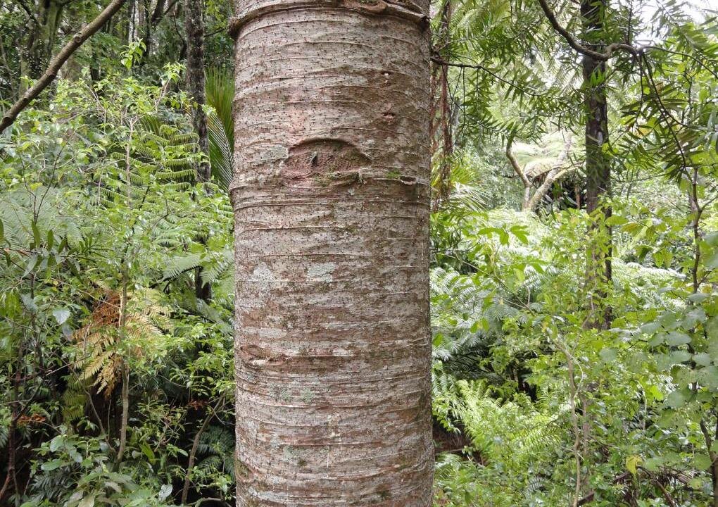 Ствол агатиса.