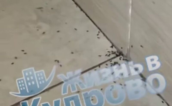    © Telegram-канал «Жизнь в Кудрово»