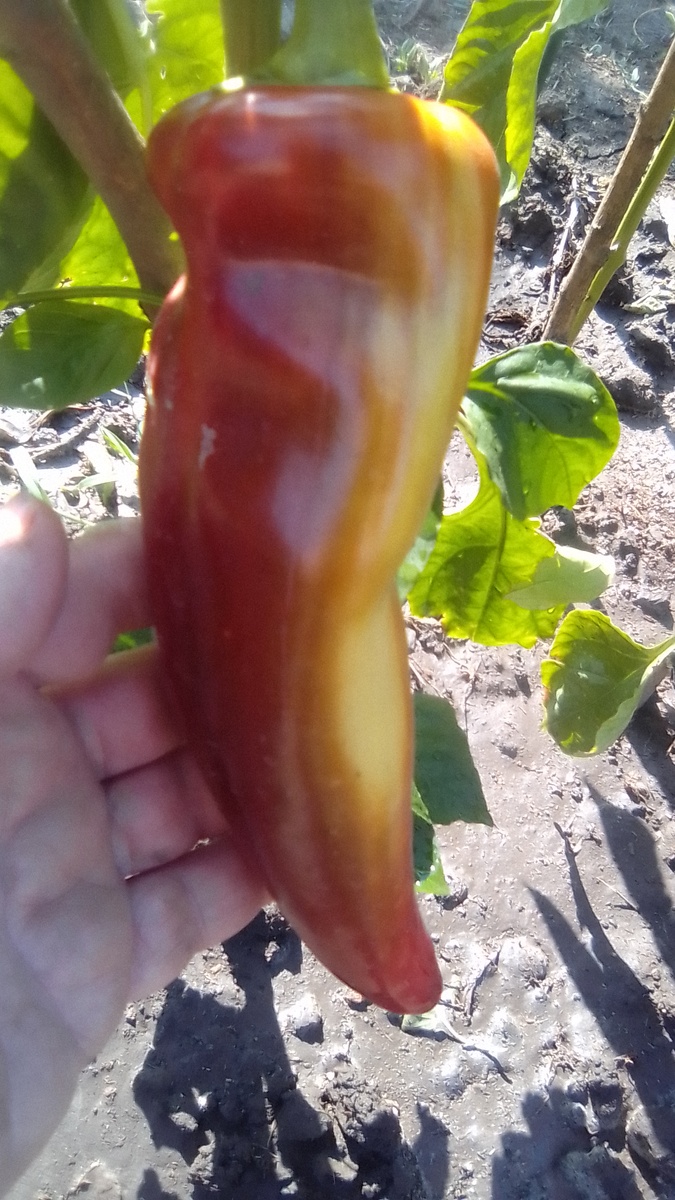 Перец Поланичко чудо