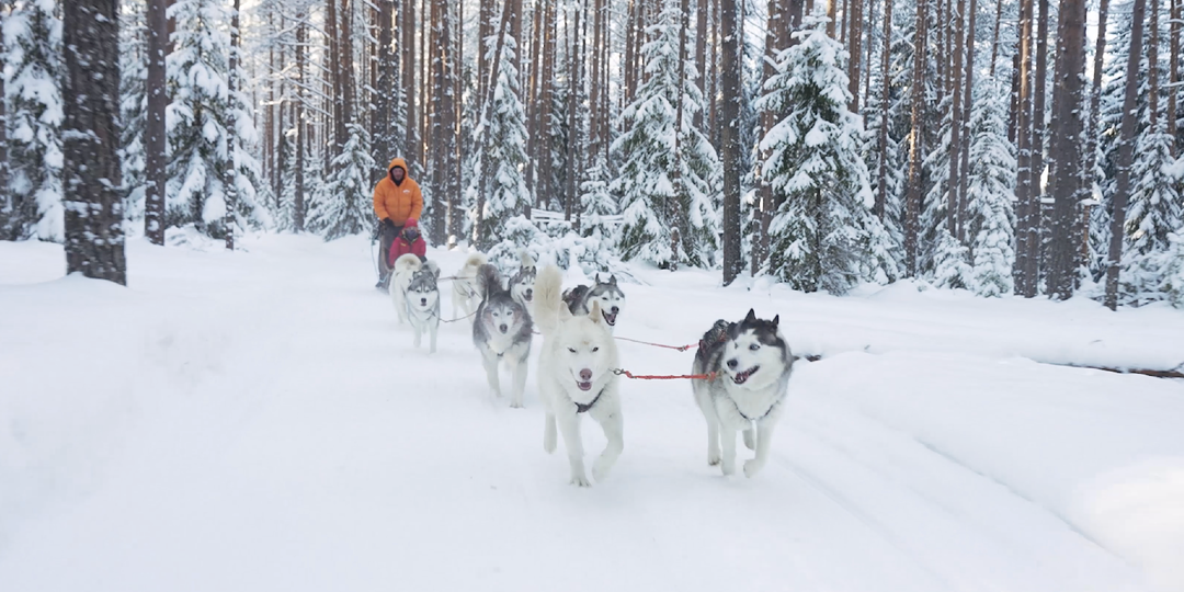 Жизнь хаски в Карелии: работа, характер и настоящие трудовые будни
